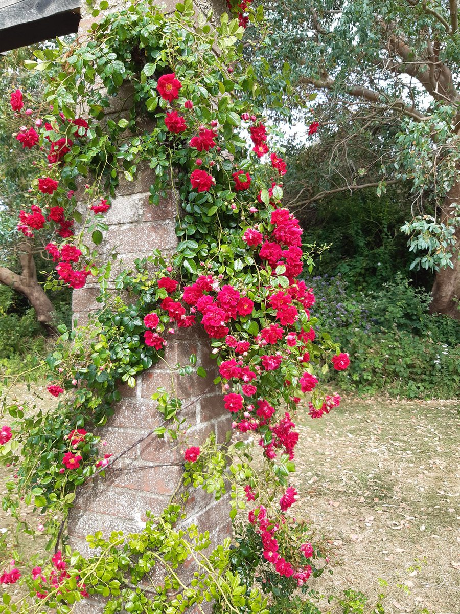 Southsea Scene tweet media