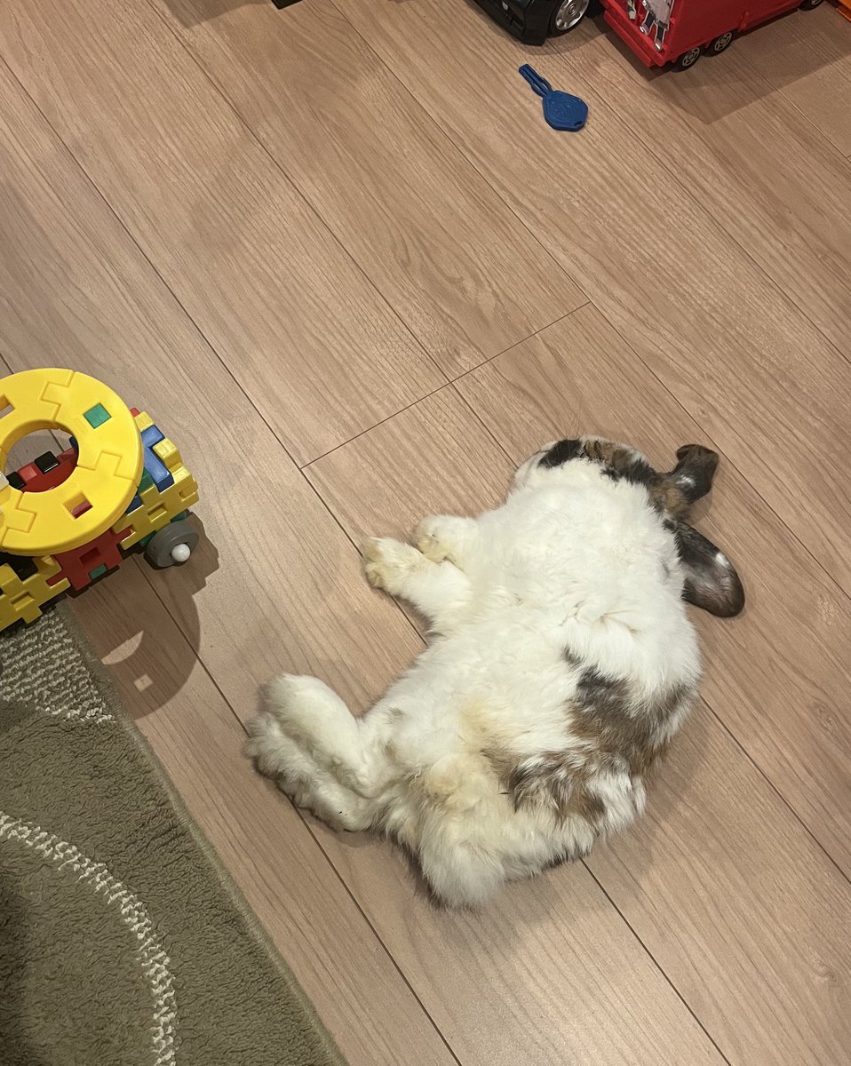 今日もなぜかうさちゃん落ちてる