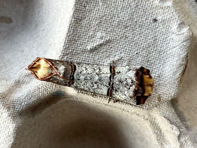 Boeren hebben de 100.000ste nachtvlinder geteld! 🦋 Deze mijlpaal werd bereikt met de wapendrager, die lijkt op een afgebroken berkentakje. Een boer in Overijssel ontdekte het nieuws enthousiast. Lees meer --> boerennatuur.nl/actueel/boeren… #natuur #nachtvlinders #landbouw #BIMAG