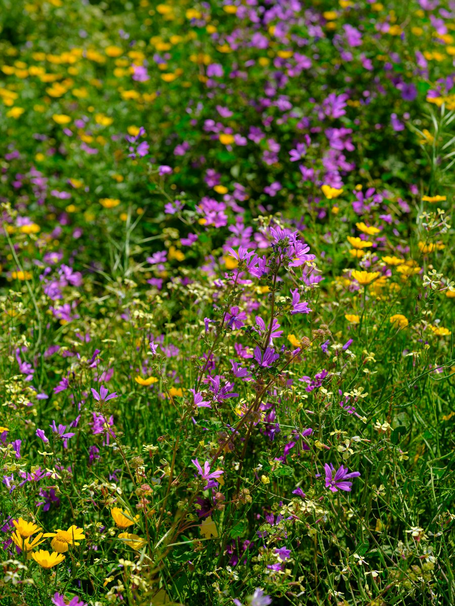 Yosemite in full bloom?! 🤩 You NEED to see these wildflowers! 😍  They're seriously stunning. 🥾 #YosemiteNationalPark #Wildflowers #SummerAdventure  #NatureLover