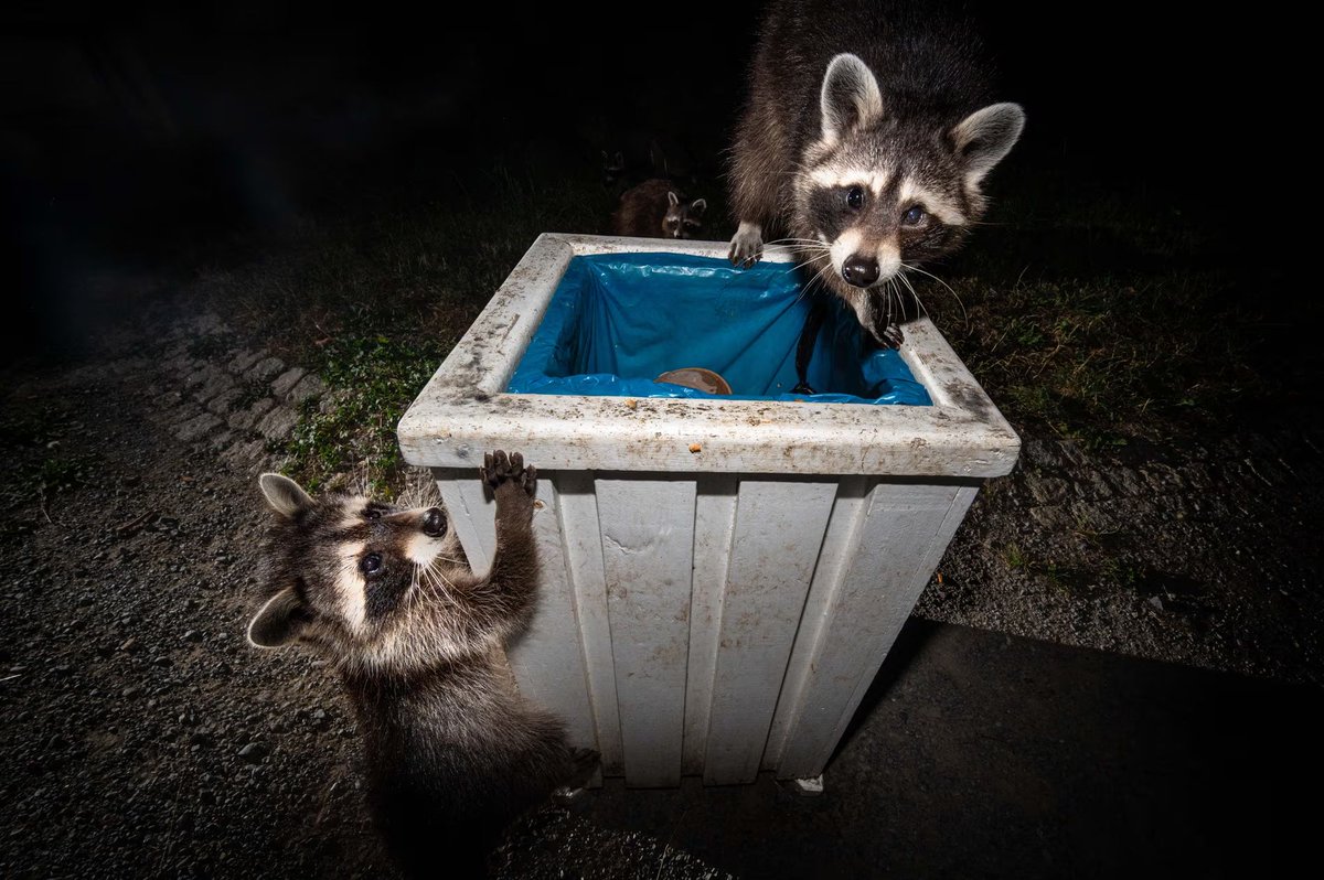 Rampaging raccoons: how the American mammals took over a German city – and are heading across Europe | Invasive species |