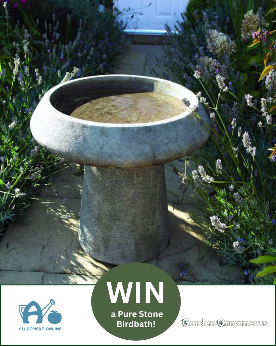 allotmentonline (@allotmentonline) on Twitter photo NEW COMPETITION!
Enter for the chance to WIN a Pure Stone Birdbath worth £200 from Garden Ornaments!
Please follow us, tag/share and enter on the link: allotmentonline.co.uk/win-a-pure-sto…
#birdbath #gardenuk #gardenornaments #win NEW COMPETITION!
Enter for the chance to WIN a Pure Stone Birdbath worth £200 from Garden Ornaments!
Please follow us, tag/share and enter on the link: allotmentonline.co.uk/win-a-pure-sto…
#birdbath #gardenuk #gardenornaments #win
