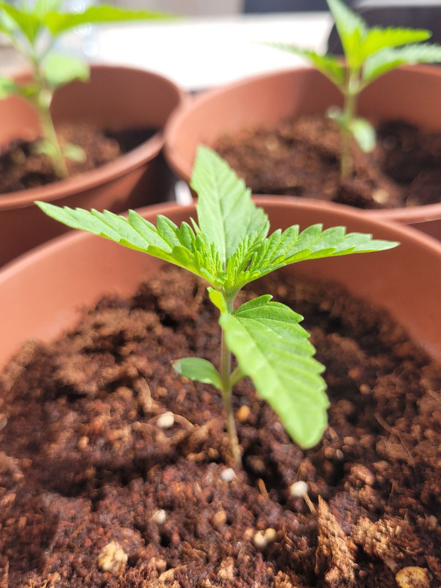 Sofía Jiménez | Metsa Rabi✨️ (@sophie_mj) on Twitter photo Felíz día a todas las plantas del mundo.🌍
Que la sabiduría y sanación de las plantas os invada.✨️
KISS 💋 <a href="/KannabiaSeeds/">Kannabia Seeds</a> Felíz día a todas las plantas del mundo.🌍
Que la sabiduría y sanación de las plantas os invada.✨️
KISS 💋 <a href="/KannabiaSeeds/">Kannabia Seeds</a>