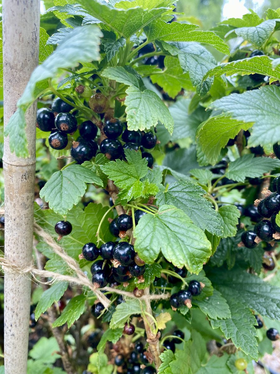 Things are growing nicely on the site. We meet every Monday morning at 10am, New Lane Growing site, Breightmet. All welcome:)