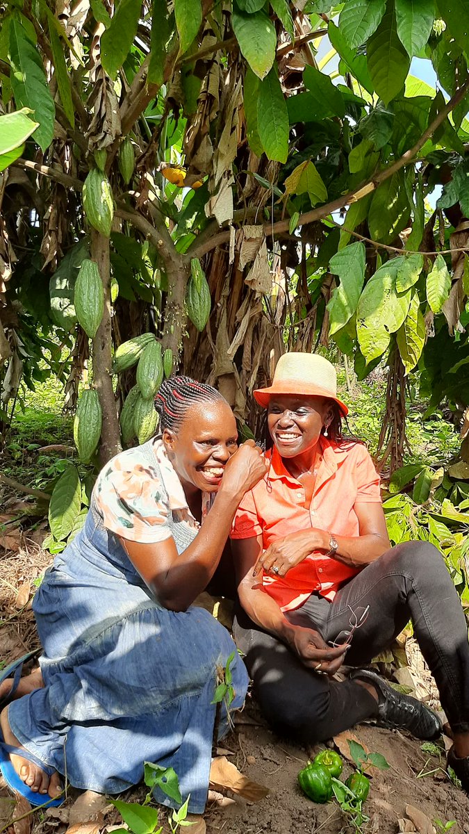 Visited happy #cocoa #farmers. Uganda's cocoa production accelerates with support of #FAO and strong private sector engagement. 2024 exports at 52k Mt. Revenue to country $296 million. It's only the beginning✨️ 🍫 Embrace #cocoa