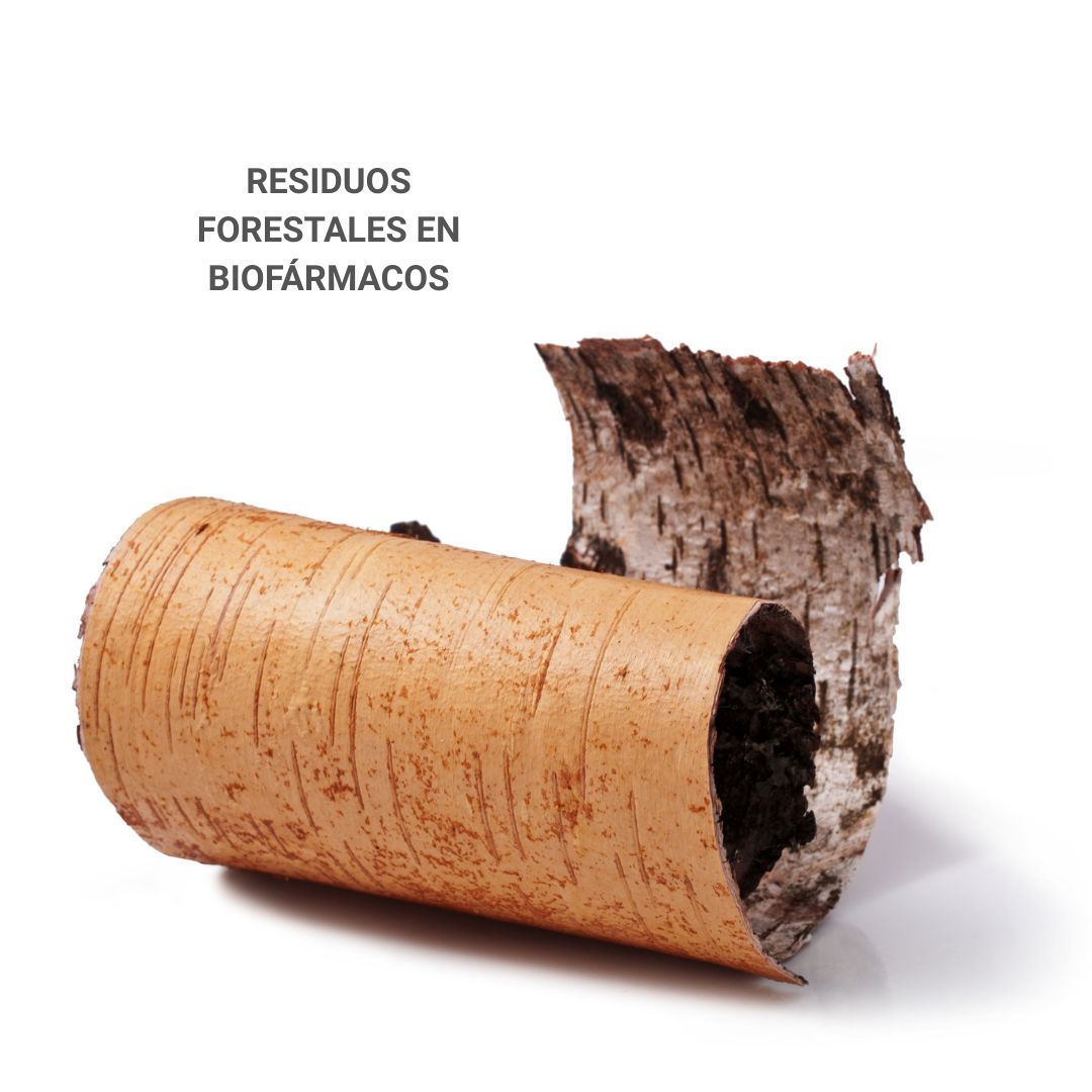 Los desechos de corteza de los abundantes pinos radiata de Nueva Zelanda podrían ser un tesoro para la próxima generación de medicamentos que salven vidas. Revisa la nota en buff.ly/jVtPSsM