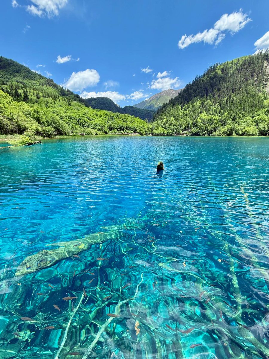 PandaGuide.fr tweet media