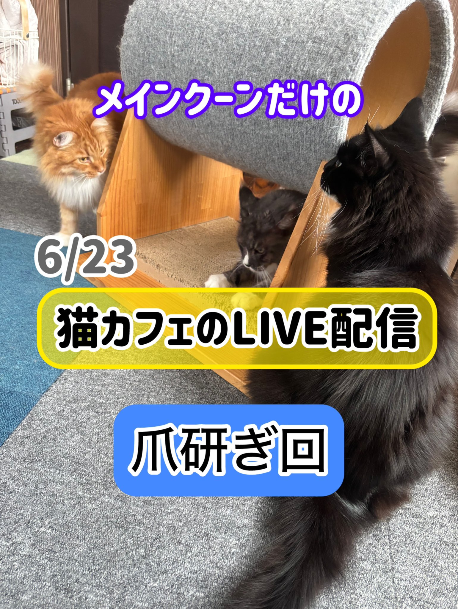 猫カフェ mof.mof (@catcafe_mofmof) / X