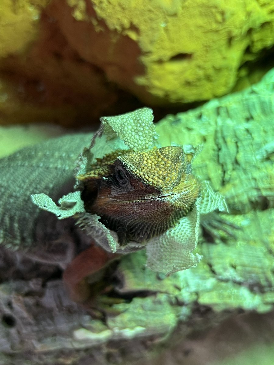 ows1326941's tweet photo. 可愛い花が咲きました🦎

#フトアゴ
#フトアゴヒゲトカゲ
#爬虫類　#爬虫類好き
#爬虫類好きと繋がりたい
#爬虫類好きさんと繋がりたい https://t.co/3swmDxFGoa