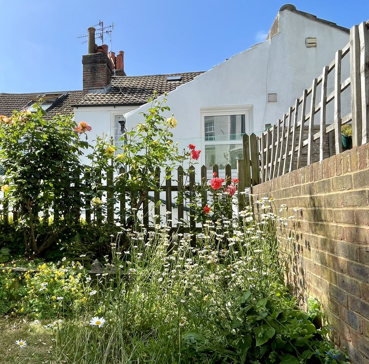 WeavinWeave's tweet image. ‘No Mow May’ (/June/forever 😬) in the back garden is coming on a treat! 😂 🐝🌼