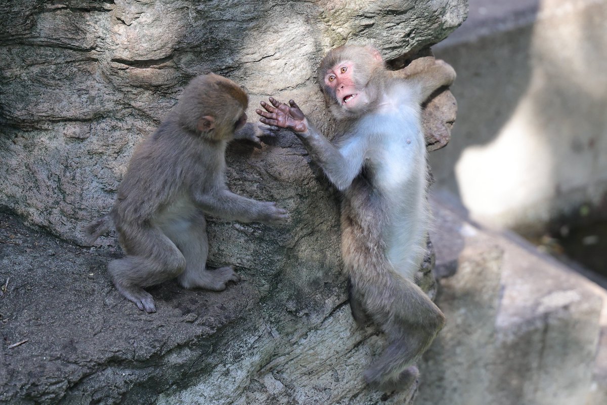 崖に背中をつける個体は見たことない😆
さすグー！
20250622 sun
#ズーラシア #zoorasia #よこはま動物園
#ニホンザル #ツム #グーシー #japanesemacaque #monkey
4058