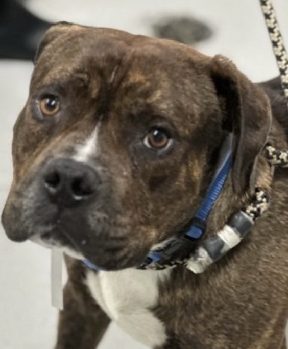 MoishesMom's tweet photo. Draco 🆕Intake • Queens ACC of NYC This Gorgeous Brindle boy is 2️⃣ yrs old6️⃣6️⃣ pounds &amp; came in as a stray 1️⃣0️⃣days ago 🆔2️⃣2️⃣9️⃣4️⃣4️⃣8️⃣ 
I look into his eyes &amp; see such worry yet a yearning to trust again🙏🏻This hurt comes from betrayal when your human opens the 🚘 🚪lets &amp; U out https://t.co/c1glfJzUmd