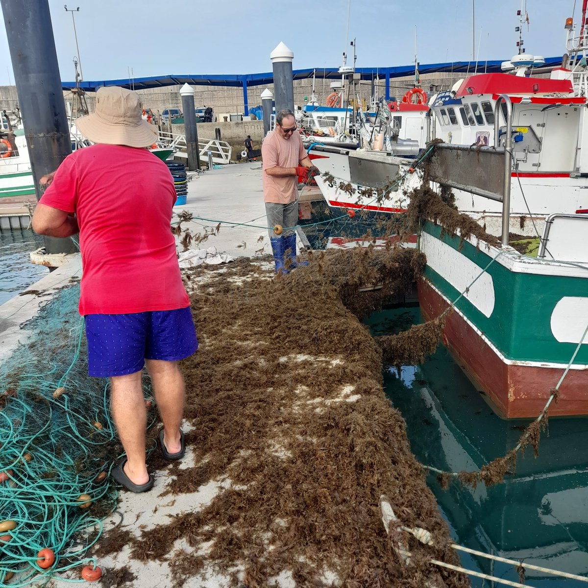 📢 Exigimos soluciones YA.
Las algas asiáticas están arrasando nuestra pesca, hundiendo el sustento de muchas familias del Estrecho.
‼️ Queremos trabajar, no subsidios.
‼️ Queremos pescar, no excusas.

#RugulopteryxOkamurae #EstrechoDeGibraltar #NuevoÁngelDiego #PescaTradicional