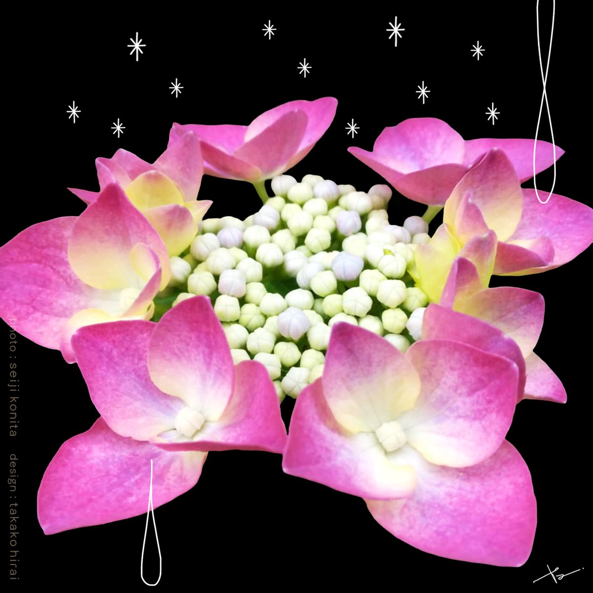 もう6月もあと1週間💦
久しぶりに、花写真からデザインを:D

#花 💐 #デザイン
#イラスト #イラストレーター
#art #artwork #design #graphicdesign #flowers