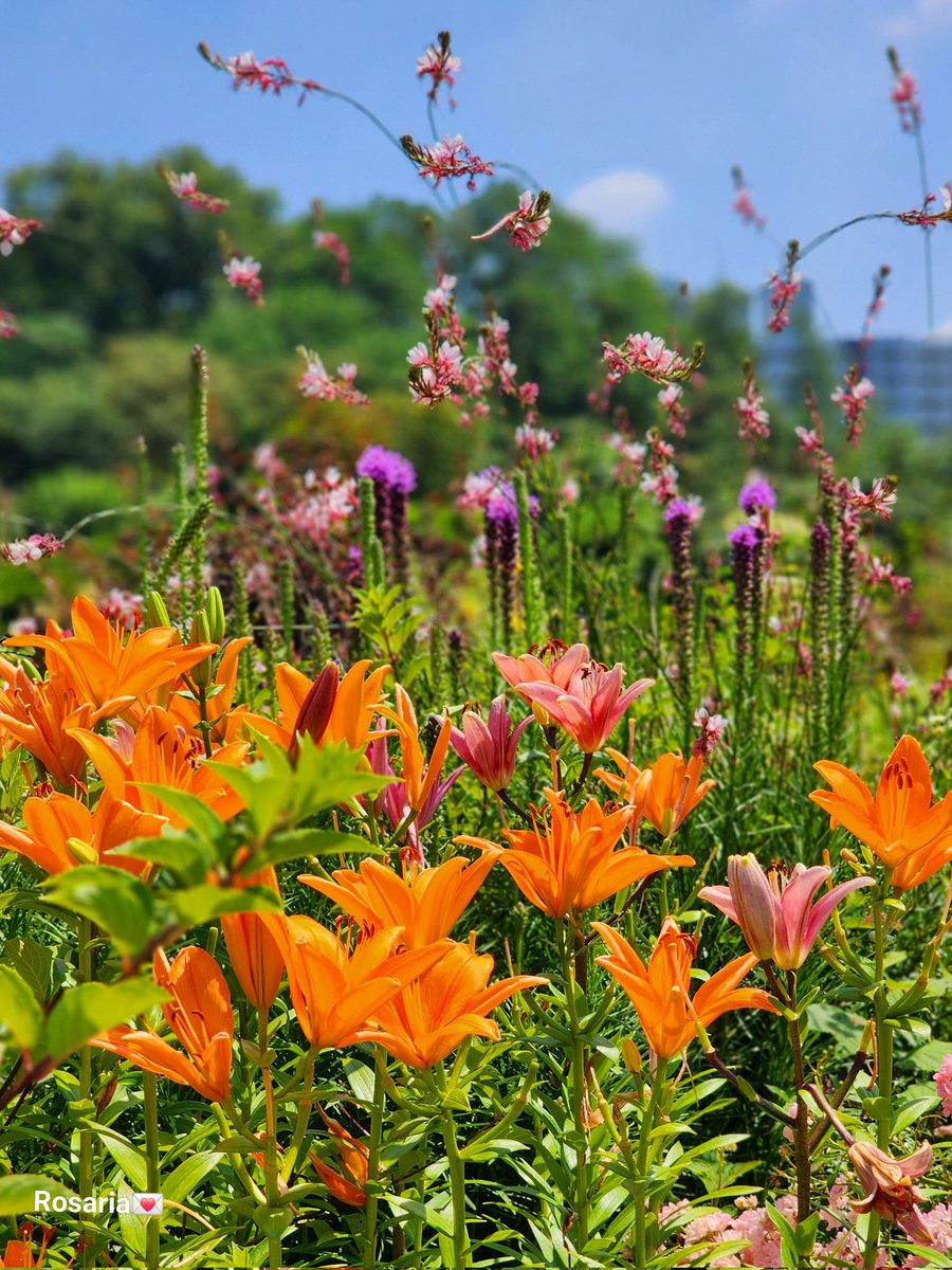 운동 나갔다가 벗과 점심 먹고
들꽃이 피어있는 꽃동산을 걸었다.
이렇게 잔잔한 일상을 나눌 수 있으니
더는 욕심이지
자주 그런 생각을 한다
더는 욕심이다...라고