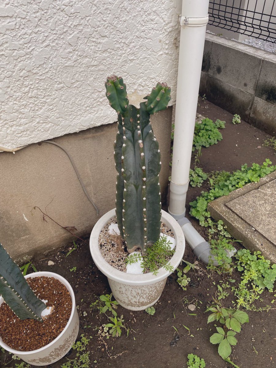 先月無言で送られてきた続報がこれ。生命力強すぎるよ。そこから出るんだ。