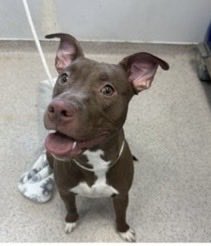 🆕Intake•Bailey7️⃣month puppy4️⃣6️⃣lbs
🆔2️⃣2️⃣9️⃣7️⃣6️⃣8️⃣Manhattan ACC
🆕Hope Rescue• Kill 💉 🎯 👿😤
Bailey was surrendered 4️⃣puppy behavior never corrected by her dumping human—barking, chewing furniture, not allowing handling of 🐾 &amp; reactivity. She needs behavioralist not 💉🙏🏻
