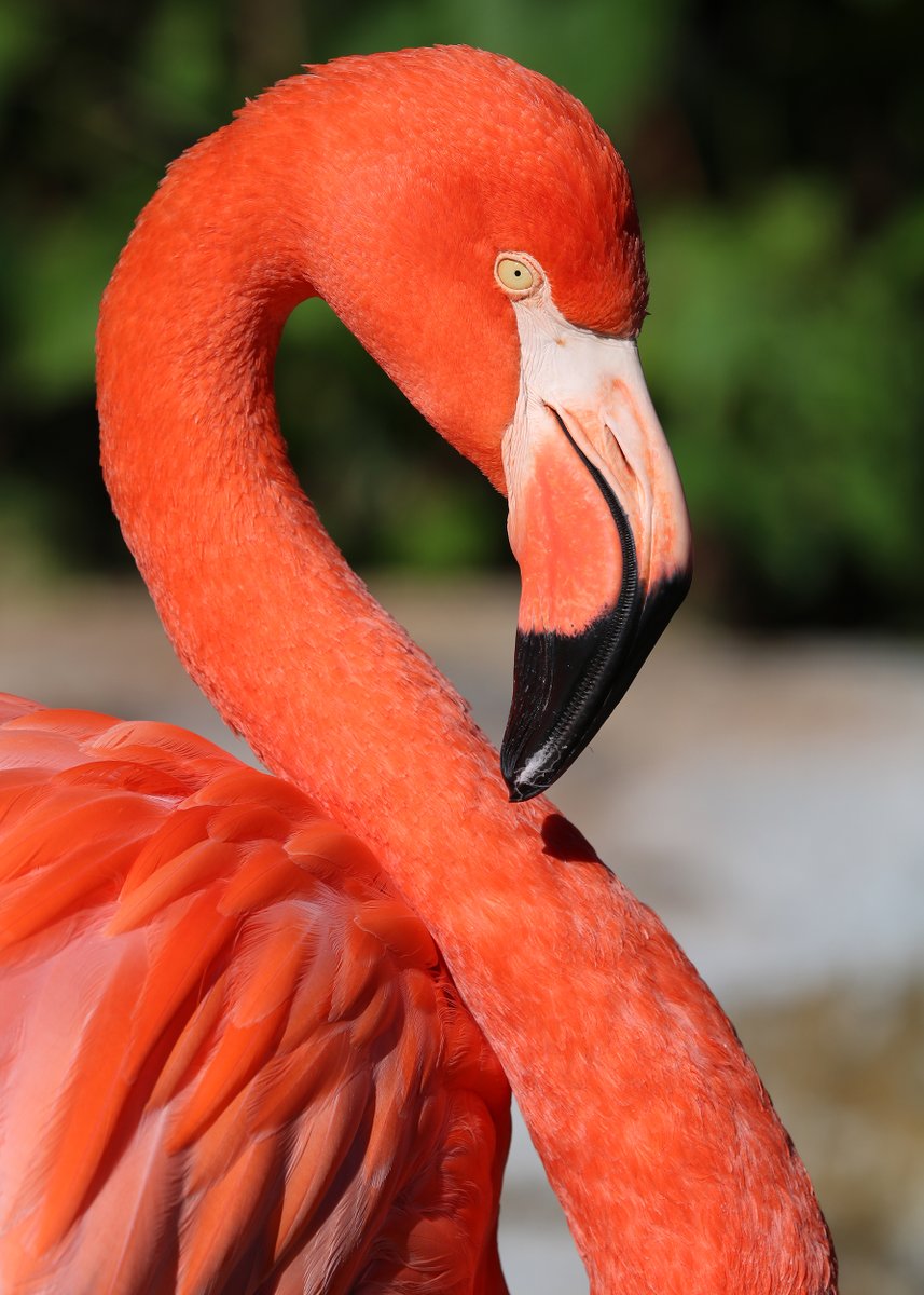 There's no better spot around to celebrate #PinkFlamingoDay than at #StoneZoo's Caribbean Coast aviary. Just saying...🦩 

Plan your visit at StoneZoo.org. Come early or late in the day to beat the heat!