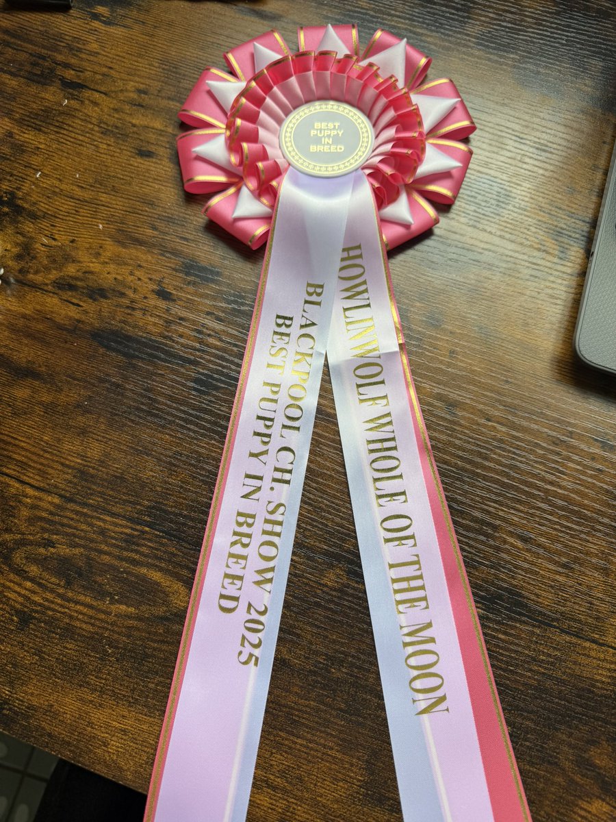 CalMcG24's tweet photo. @MickPuck u may recall our Waterboys litter of German Shepherds. Our litter pick “Whole of the Moon” won Best Puppy in Breed yesterday at Blackpool Champ Show 🐶🐾 https://t.co/fUNoeACYJP