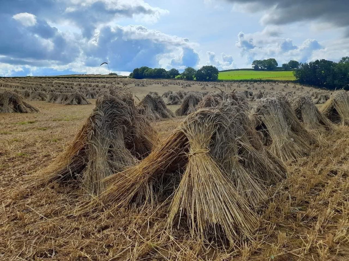 Traditional wheat stooks in rural North Devon. What a sight! 🙌

📸 Tom Shiner McGinley