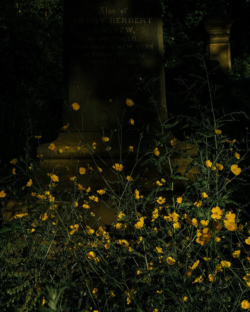 _alinatrifan's tweet image. June 2024! walks at the cemetery while being freshly postpartum and caring for a newborn. wild times. 
waited one year for a good time to sit at my computer to edit these photos and you know what... that time never came. so this is the best i can do right now.