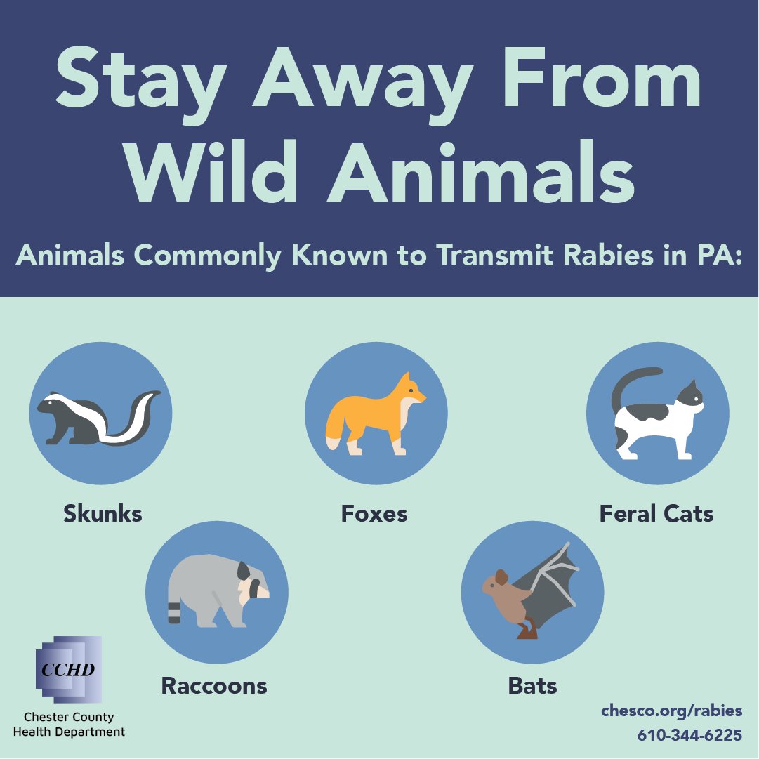 These animals are most commonly found to be infected with the rabies in Pennsylvania. Stay away from wildlife and avoid potential rabies exposures. More information: chesco.org/rabies

- Bats
- Racoons
- Skunks 
- Foxes
- Feral cats