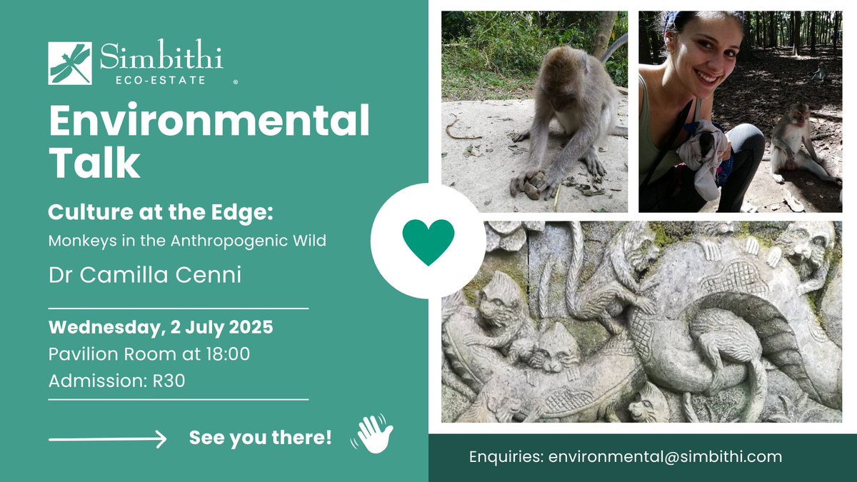 Urban Vervet Project (@urbanvervet) on Twitter photo On July 4th our close collaborator and guest researcher at Simbithi <a href="/camilla_cenni/">Camilla Cenni</a> will share her interesting work on urbanized macaques in Bali - come listen to how anthropogenic exposure impacts tool use and innovativeness! <a href="/SimbithiEco/">SimbithiEcoEstate</a> On July 4th our close collaborator and guest researcher at Simbithi <a href="/camilla_cenni/">Camilla Cenni</a> will share her interesting work on urbanized macaques in Bali - come listen to how anthropogenic exposure impacts tool use and innovativeness! <a href="/SimbithiEco/">SimbithiEcoEstate</a>