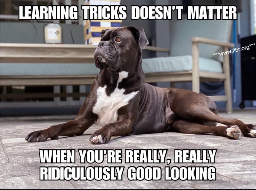 boxer_sacha's tweet image. #BoxerDog