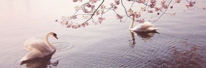 sxnxcals's tweet photo. thinspo that triggers my ed pt.2 🦢

a 🧵 for #edtwt 

♡ &amp; ↻ appreciated https://t.co/gUHMnAbc1k