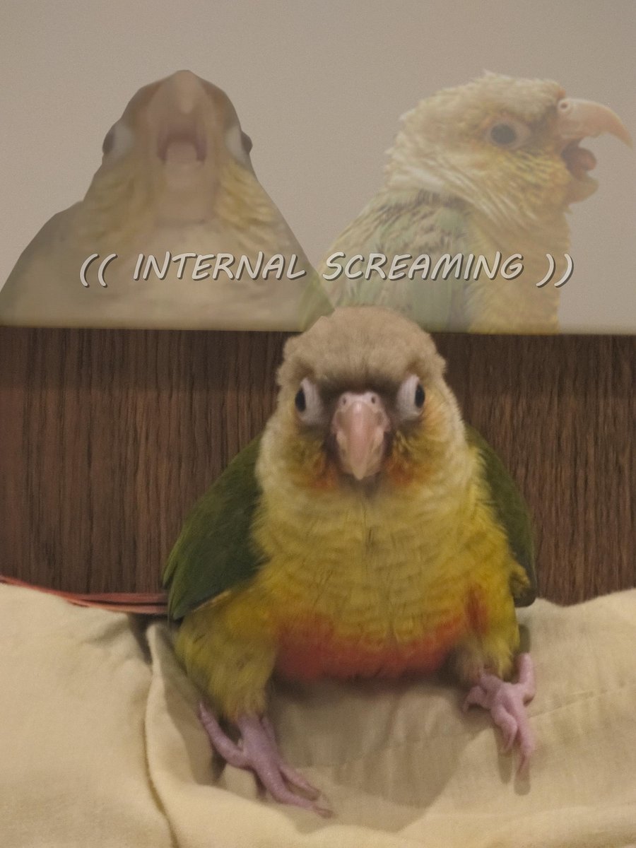 Waking up on Monday morning.... 
#Birb