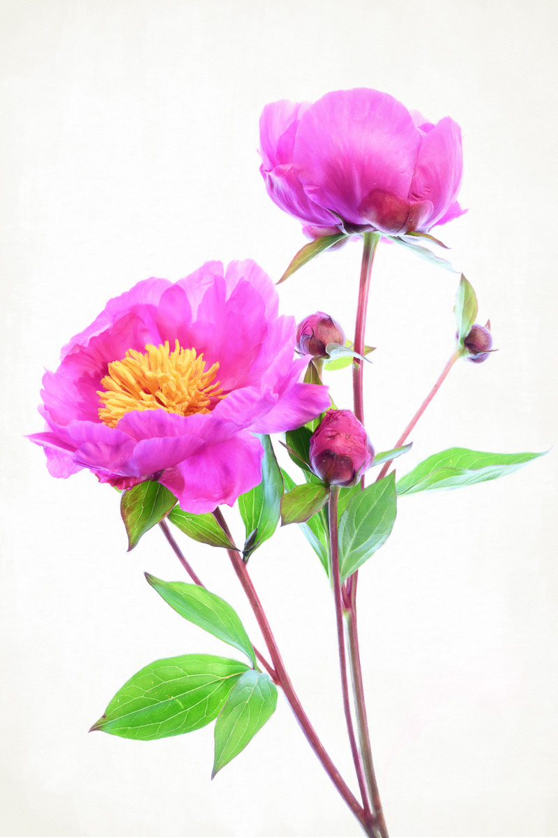 elronoPhoto's tweet photo. My new book “Sweet Domain" - flower photography - is out THIS FRIDAY on Amazon! Think botanical watercolor paintings, but created with a camera. A true passion project. It's a collection of over 250 photos of the flowers we grew in our garden in Devon (UK) during Covid. https://t.co/N4jmL3Hf2n