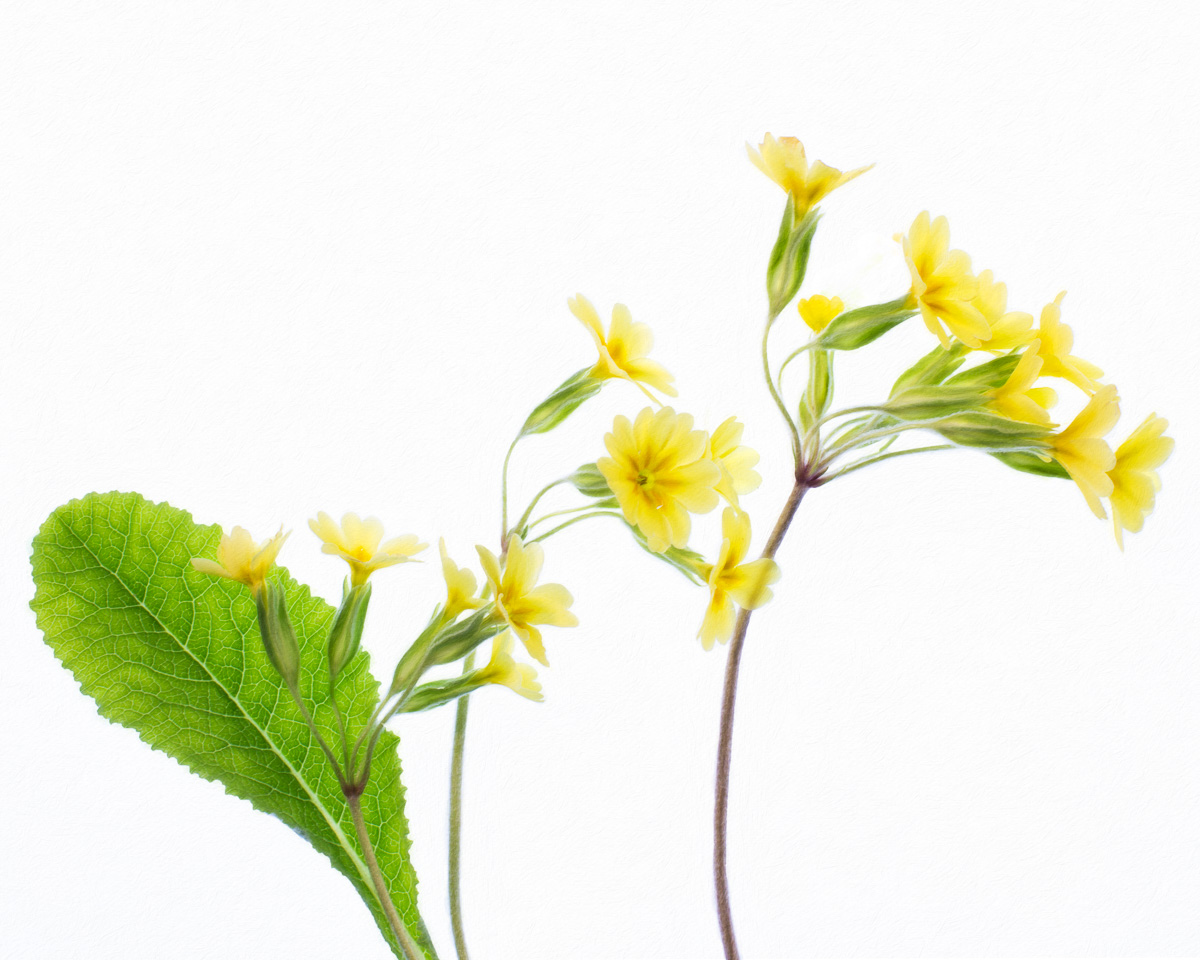 elronoPhoto's tweet photo. My new book “Sweet Domain" - flower photography - is out THIS FRIDAY on Amazon! Think botanical watercolor paintings, but created with a camera. A true passion project. It's a collection of over 250 photos of the flowers we grew in our garden in Devon (UK) during Covid. https://t.co/N4jmL3Hf2n