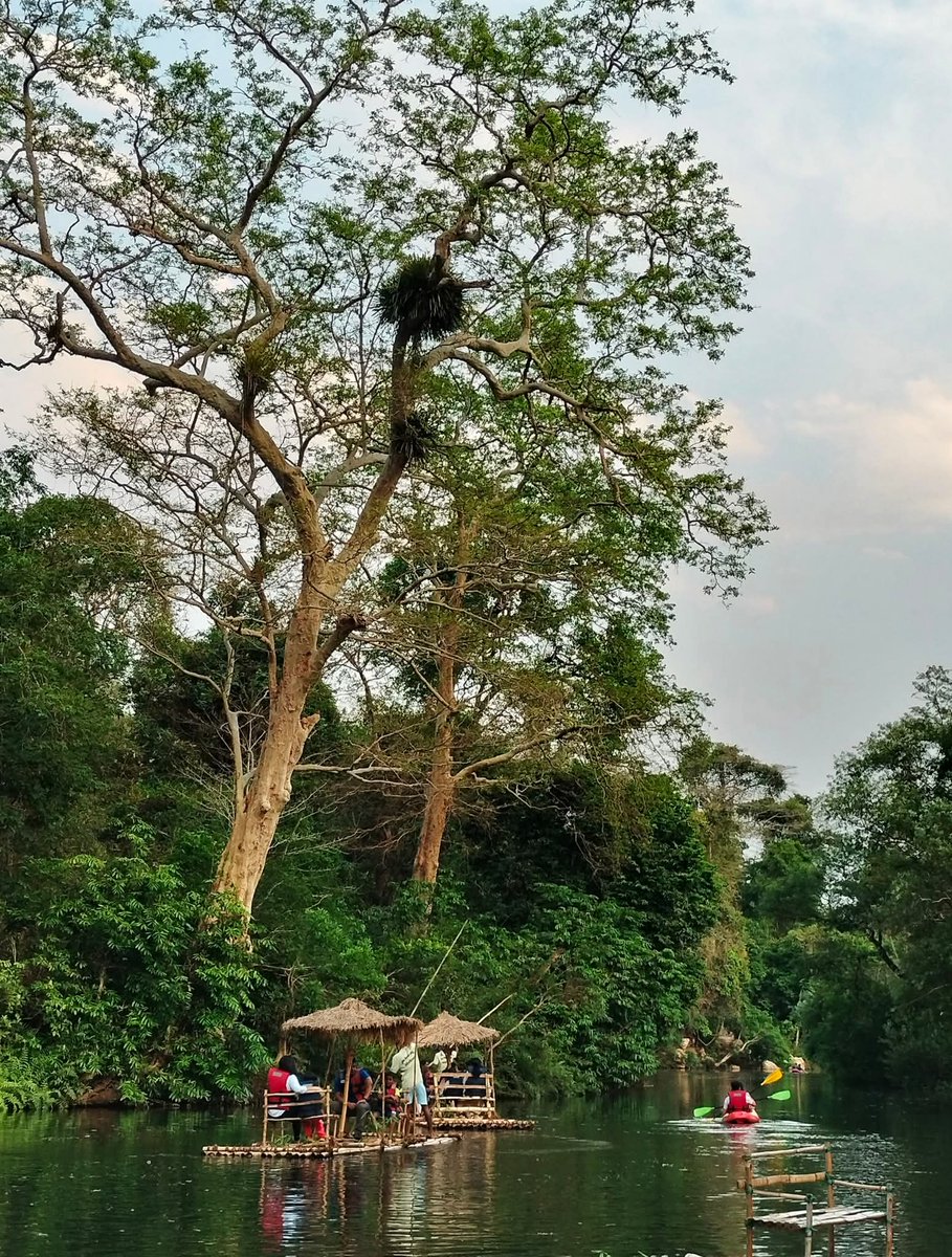 BBinduB's tweet photo. Kanger Dhara and the old growth forests in Kanger Valley National Park amidst ecotourism activities conducted by the local communities. It is noteworthy how the local youth of various villages have chosen tourism as a path forward.
Travel with @CultureDevi
#kangervalley https://t.co/lXNYqkycg0