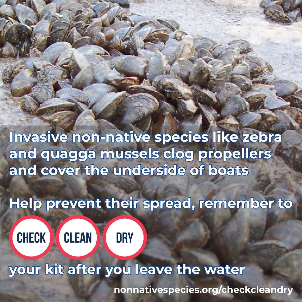 CheckCleanDryGB's tweet image. Quagga and zebra mussels clog propellers and cover the underside of boats.

Help prevent the spread of these and other invasive species, remember to #CheckCleanDry your kit after you leave the water.

nonnativespecies.org/checkcleandry