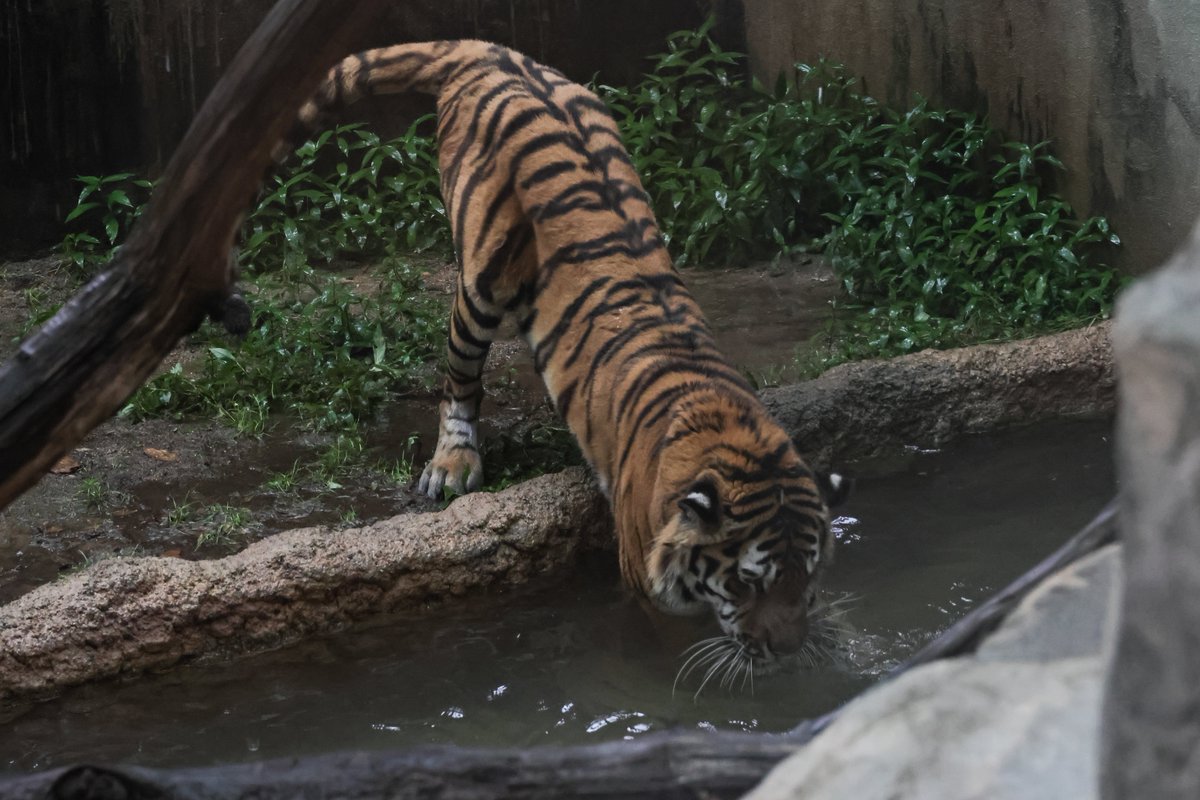 ショウヘイくんの到着を気にしてる方が多いのですが天王寺動物園は今日は休園日なので暖かく見守って欲しいです
サービスを無理強いしちゃいけないので