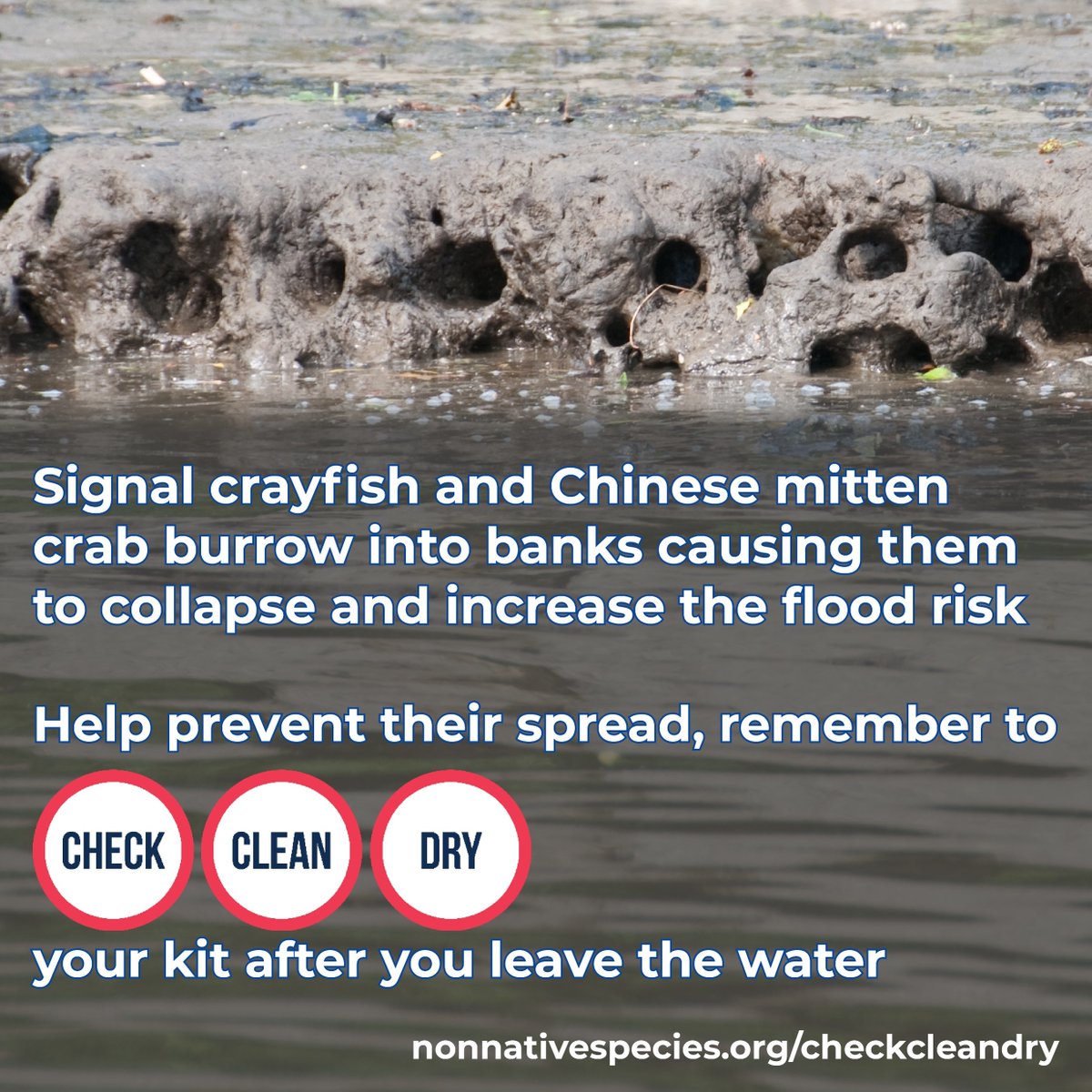 CheckCleanDryGB's tweet image. Signal crayfish and Chinese mitten crab burrow into banks causing them to collapse and increase the flood risk.

Help prevent the spread of these and other invasive species, remember to #CheckCleanDry your kit after you leave the water.

nonnativespecies.org/checkcleandry