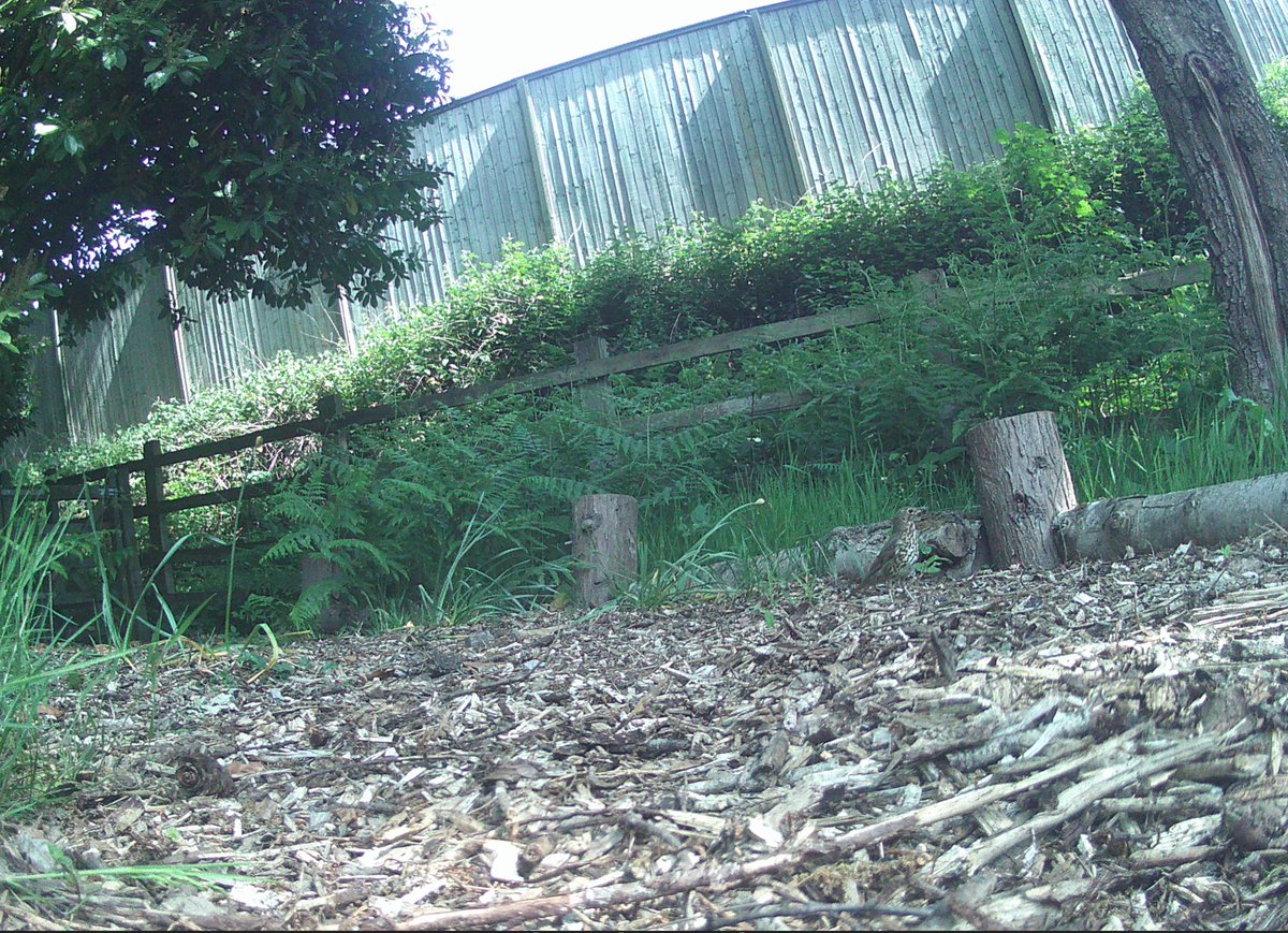 The Old Pheasantry tweet media