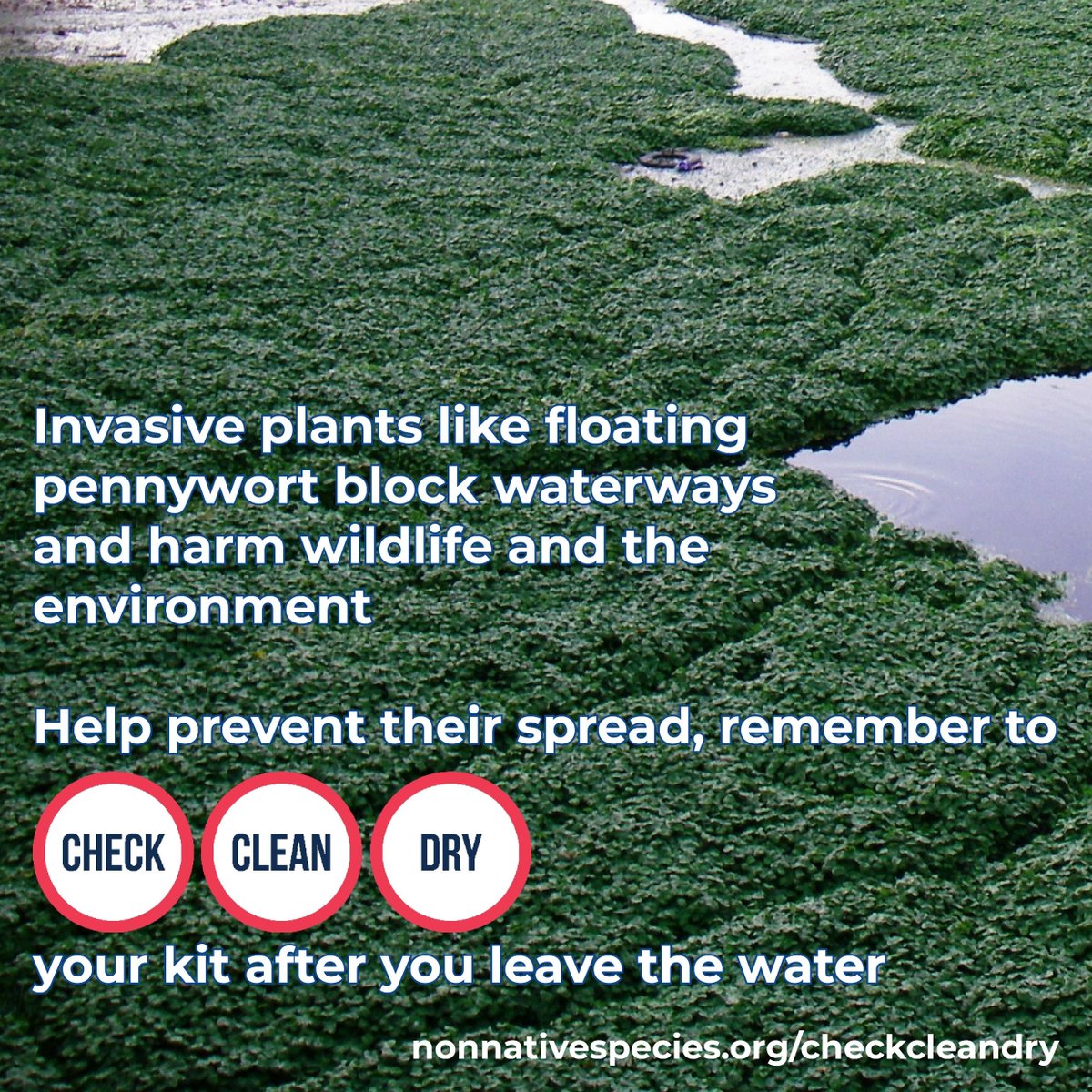 CheckCleanDryGB's tweet image. #FloatingPennywort blocks waterways and can grow up to 20 cm a day! 😲

Help prevent it from spreading, remember to #CheckCleanDry your kit after you leave the water.

nonnativespecies.org/checkcleandry