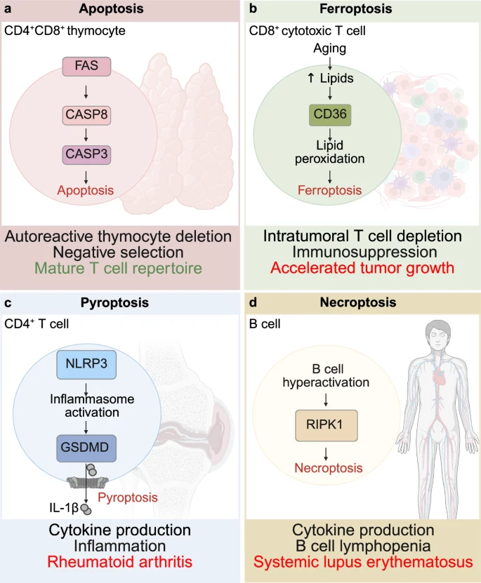 Lorenzo Galluzzi (@deadoc80) on Twitter photo Glad to share our latest review on #celldeath in the #immune #system <a href="/SpringerNature/">Springer Nature</a> <a href="/cddpress/">CDD press</a>. Kudos to Joost and Kelly for taking the lead, thanks to Mitch for the input! Freely available at rdcu.be/esREi <a href="/FoxChaseCancer/">Fox Chase Cancer Center</a> Glad to share our latest review on #celldeath in the #immune #system <a href="/SpringerNature/">Springer Nature</a> <a href="/cddpress/">CDD press</a>. Kudos to Joost and Kelly for taking the lead, thanks to Mitch for the input! Freely available at rdcu.be/esREi <a href="/FoxChaseCancer/">Fox Chase Cancer Center</a>