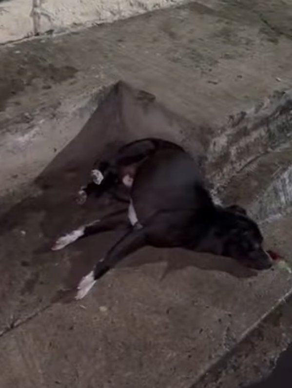 Abogado Animalista (@licanimalista) on Twitter photo #JusticiaParaNegrito <a href="/FiscaliaJal/">Fiscalía del Estado de Jalisco</a> exigimos sean detenidos los criminales #JusticiaParaNegrito <a href="/FiscaliaJal/">Fiscalía del Estado de Jalisco</a> exigimos sean detenidos los criminales