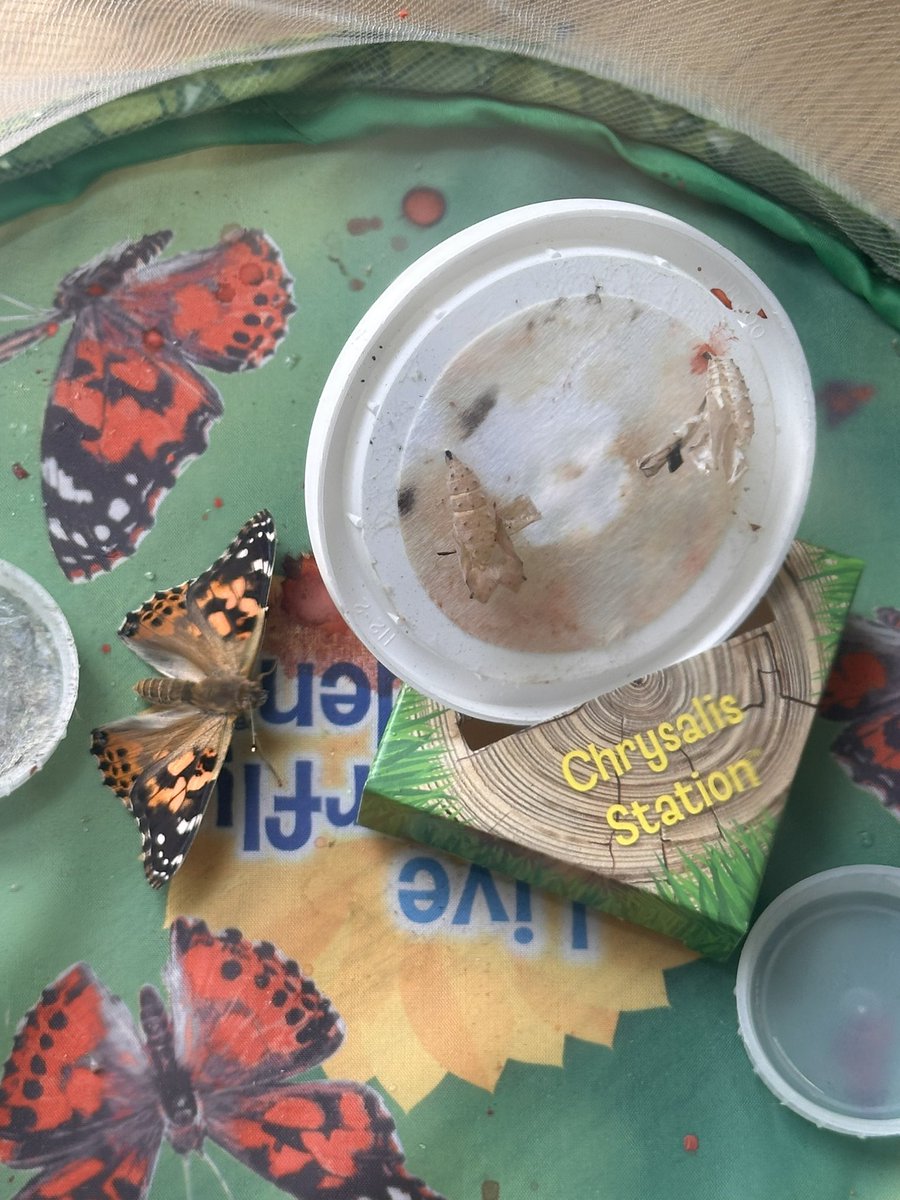 Reception and Year 1 have been observing the changes of their caterpillars which have finally emerged from their chrysalides🦋