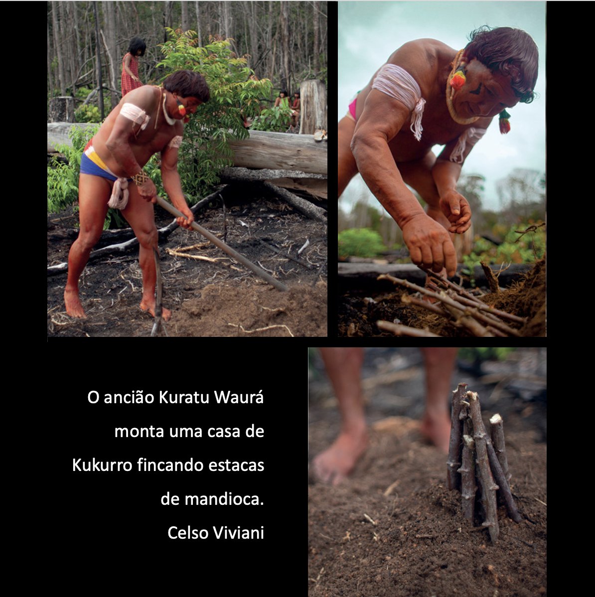 “Saberes ancestrais que nutrem a Amazônia”
Um estudo recente mostra como as técnicas de plantio dos povos do Alto Xingu, no coração da Amazônia, têm um papel essencial na diversificação de espécies de mandioca — alimento central para milhões de pessoas. Essas práticas