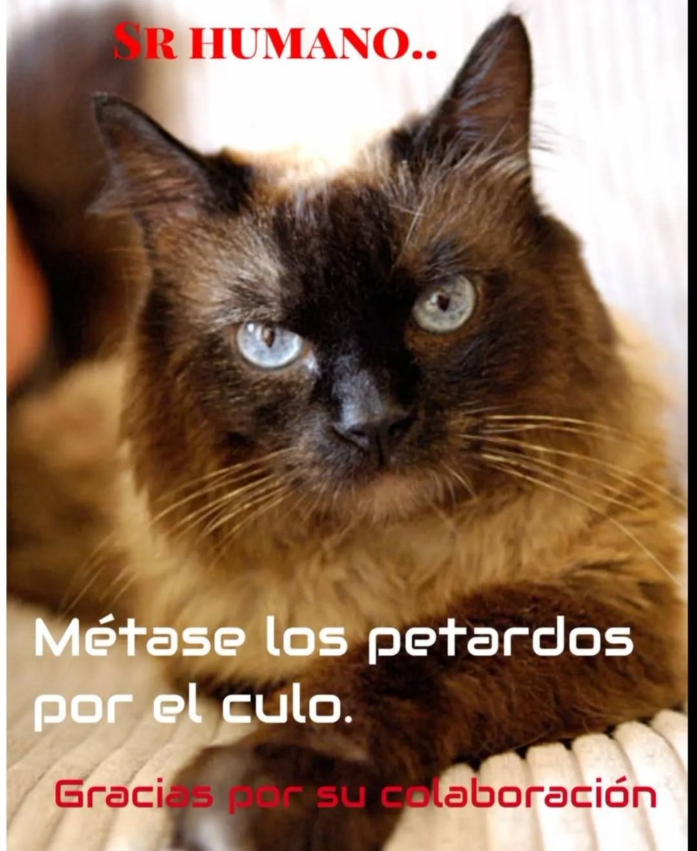 Marc C.Llorca (@optimusneko) on Twitter photo 