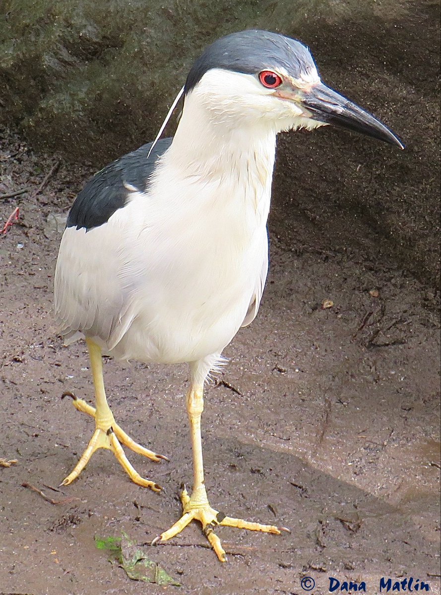 A Black-crowned Night Heron walks along the Central Park Pond shoreline. #birdcpp