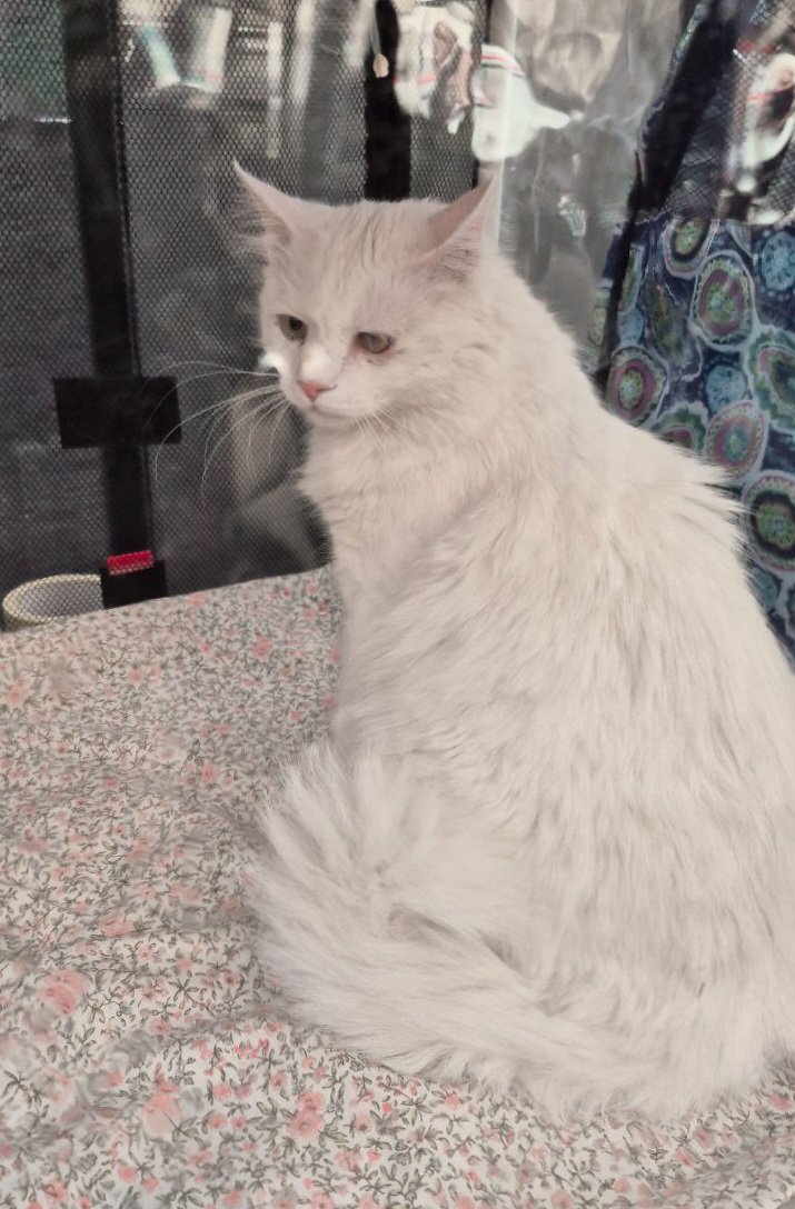 В субботу на фестивале по пристройству пыталась найти дом Тарасику. Люди подходили - ой, какой же красивый, а что за порода. Потом смотрели на глаз, слышали возраст и всё. А он плакал в палатке все 7 часов. Пожалуй, пора смириться и оставить кота в покое. Никто его не заберет.