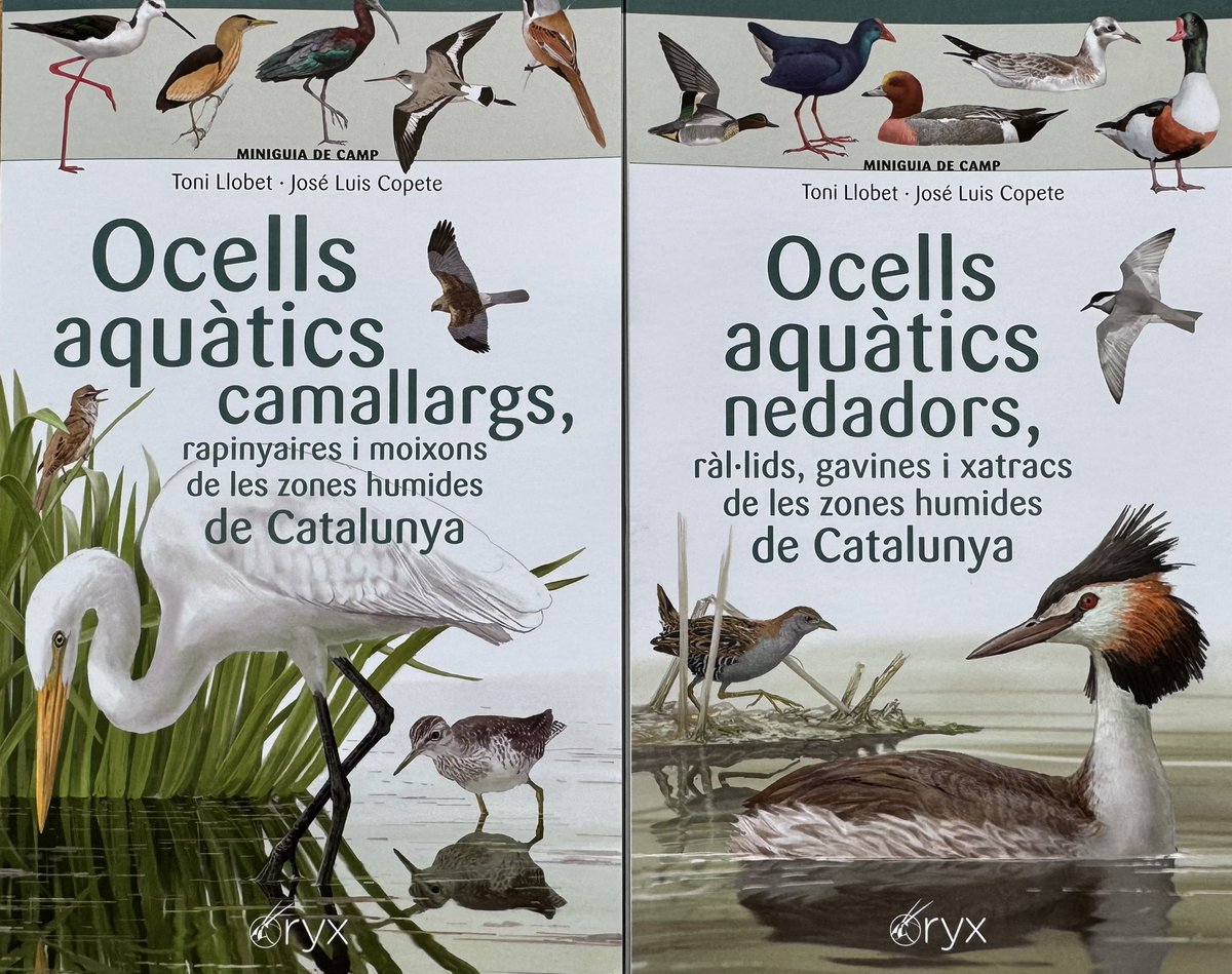 Dues noves guies desplegables, editades per Oryx i Cossetània.
En aquests cas, per a conèixer ocells de zones humides.

Una bona alternativa per portar a sobre una guia lleugera, però amb les espècies típiques de la zona que visitarem 👏🏻
