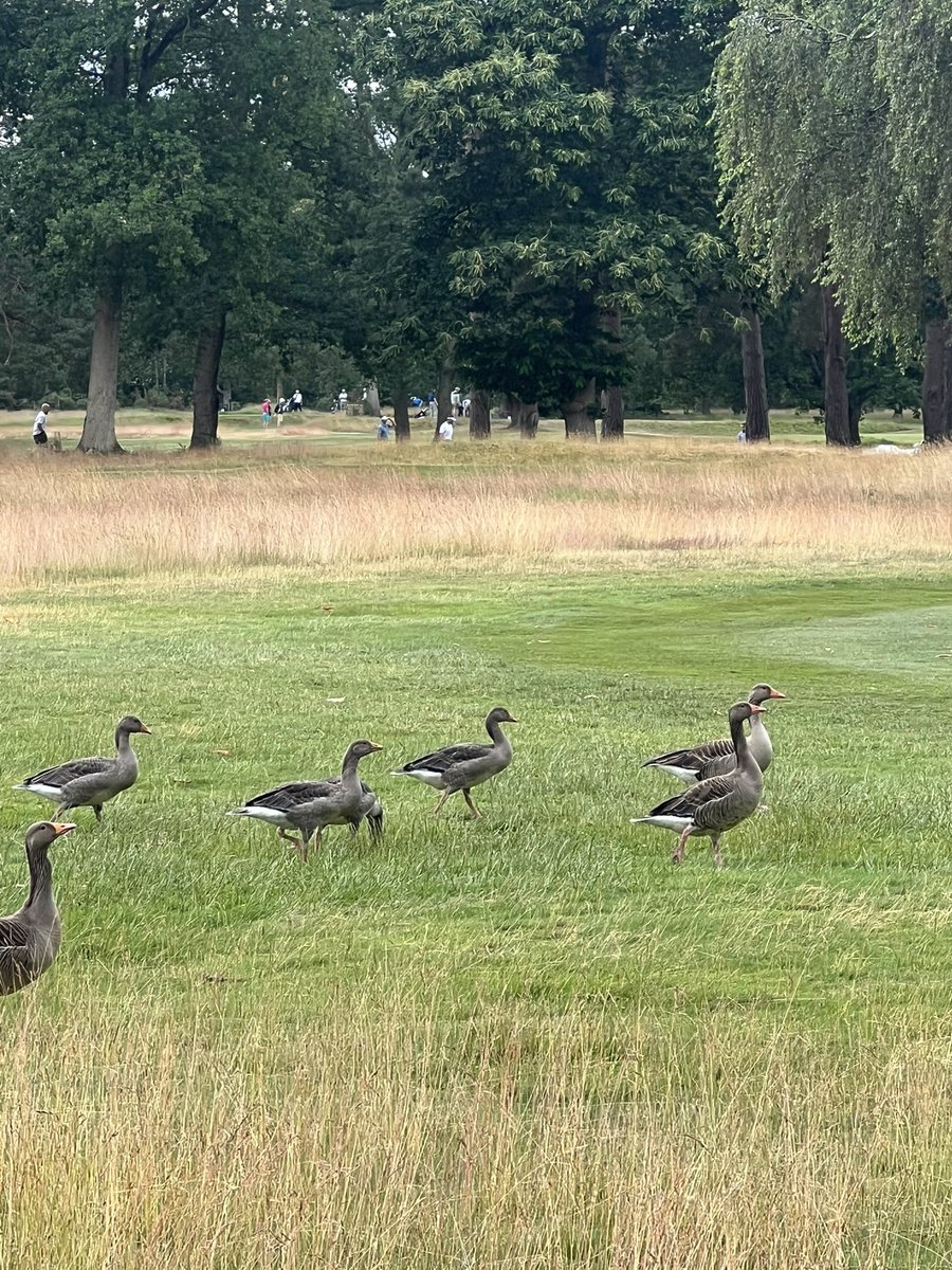 golfbyrail's tweet image. A few birdies out there today!  @NorthHantsGC @TheOpen #finalqualifying