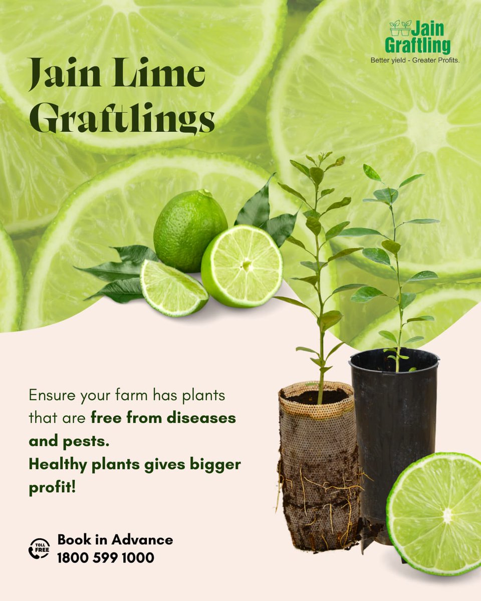 🍋 Add a Zing to Your Orchard!
Jain Lime Graftlings aren’t just plants — they’re the spark your field’s been waiting for! 🌱⚡

✅ Early fruiting &amp; consistent harvests
✅ Disease-resistant 
✅ Grows strong, yields long!

From the first sprout to the final squeeze — it’s pure