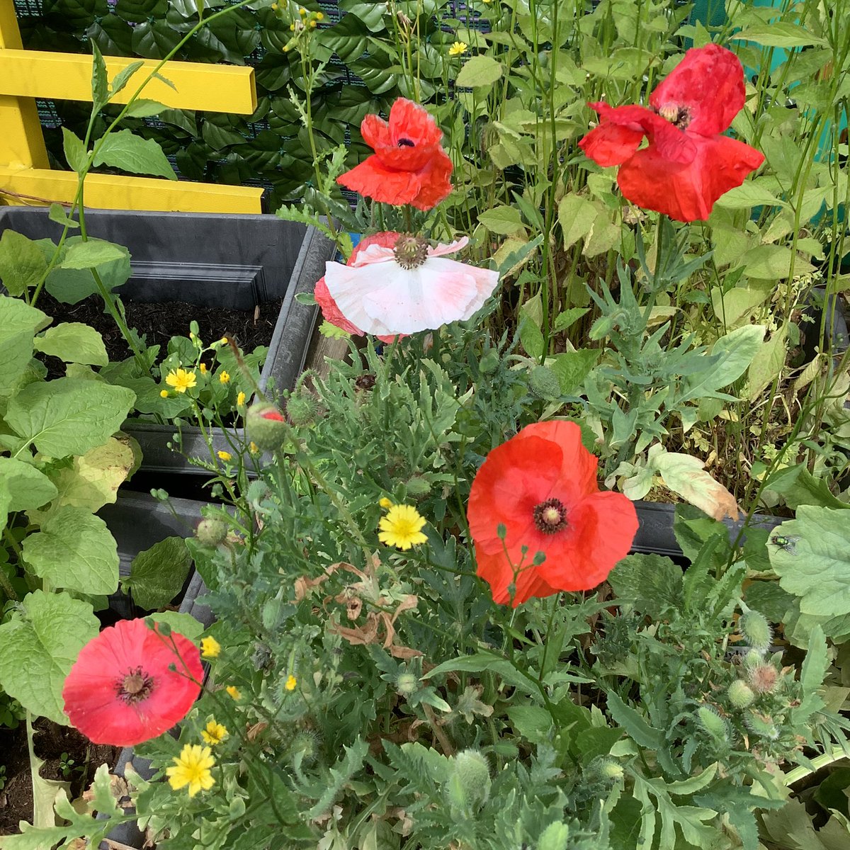 St Gerard's Catholic Primary & Nursery School tweet media