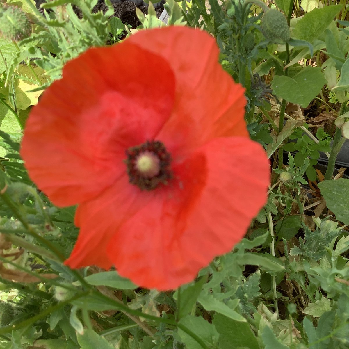 St Gerard's Catholic Primary & Nursery School tweet media
